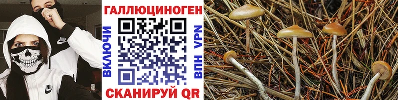 Галлюциногенные грибы Magic Shrooms  наркошоп  Грязовец 